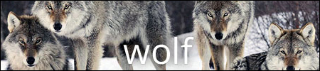 Wolf RPG